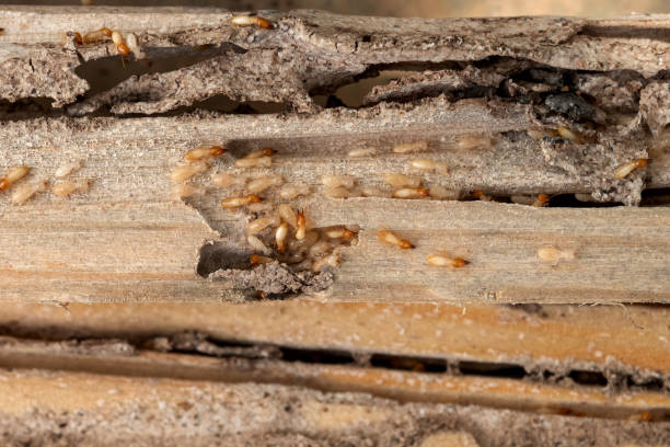 Best Best Pest Control Companies  in Bethel, NC