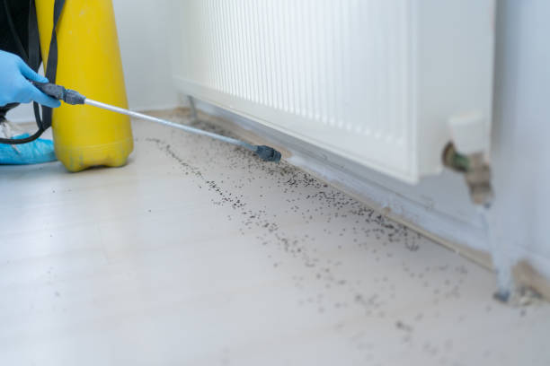 Wasp Removal Services in Bethel, NC